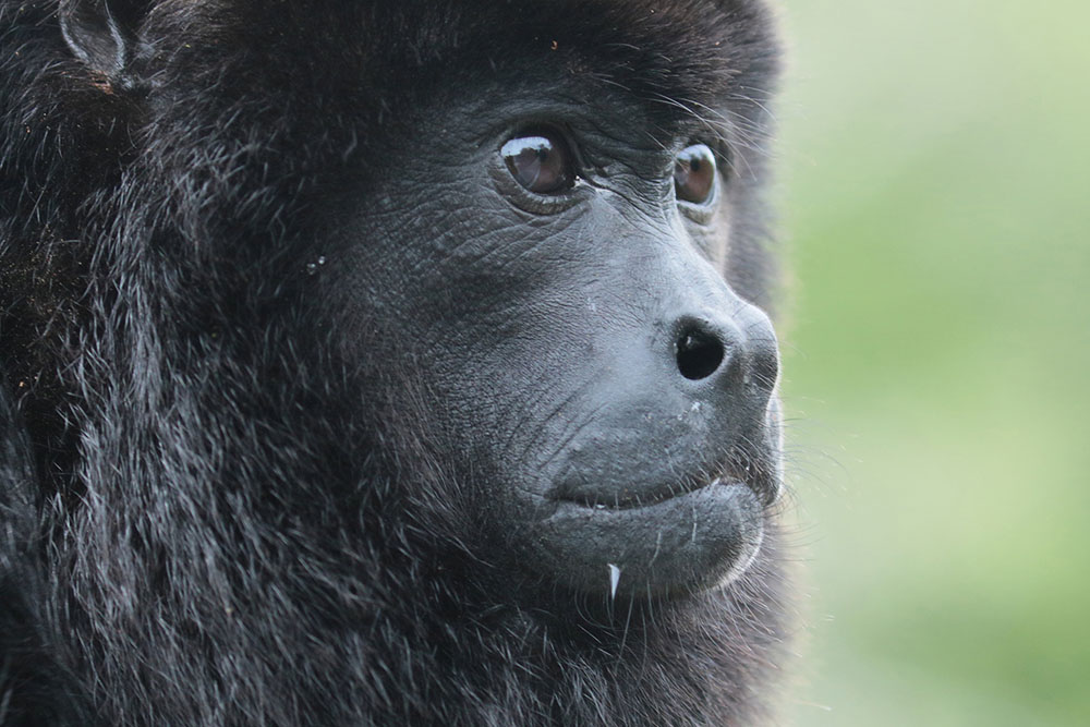 Mantled Howler Monkey